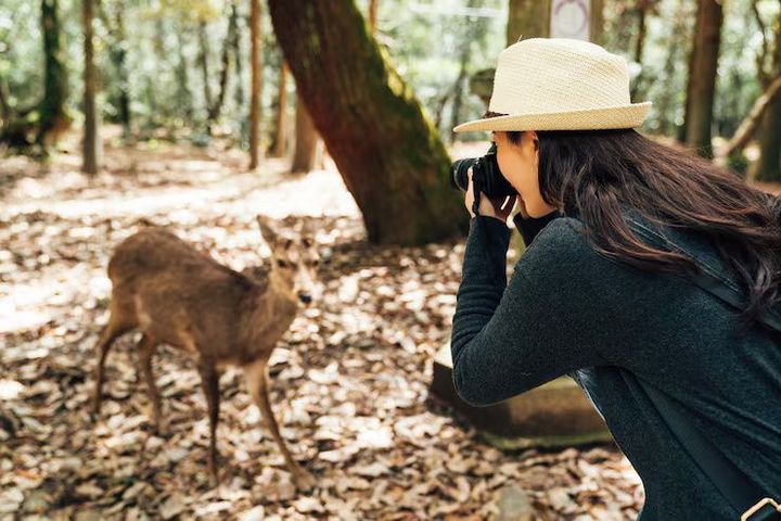 Wildlife Conservation Travel Guide: Protect Nature Habitats