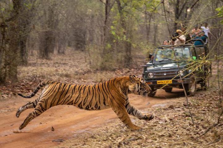 Jungle Safari Travel: Explore Wildlife and Nature Safely